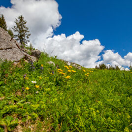 Steinplatte Almgebiet mit Frühlingsblumen