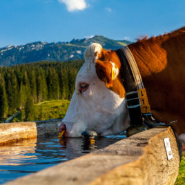 Kuh auf der Alm auf der Winklmoosalm im Sommer