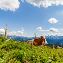 Kuh auf der Alm im Sommer auf  dem Dürnbachhorn mit Blick zu den Loferer Steinbergen