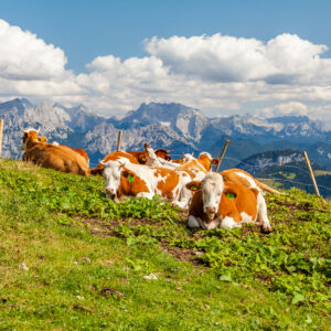 Alpenkulisse mit Kuhherde auf der Alm im Sommer