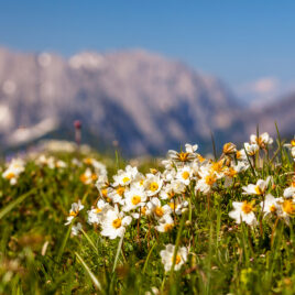 Bergblumen im Frühjahr mit Wilder Kaiser