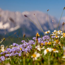 Alpenblumen im Frühjahr mit Wilder Kaiser